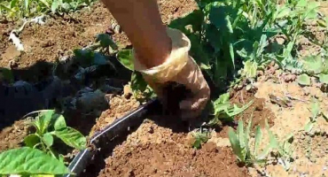 Jak rychle a správně odplevelit brambory sekačkou, pojízdným traktorem a dalšími zařízeními?